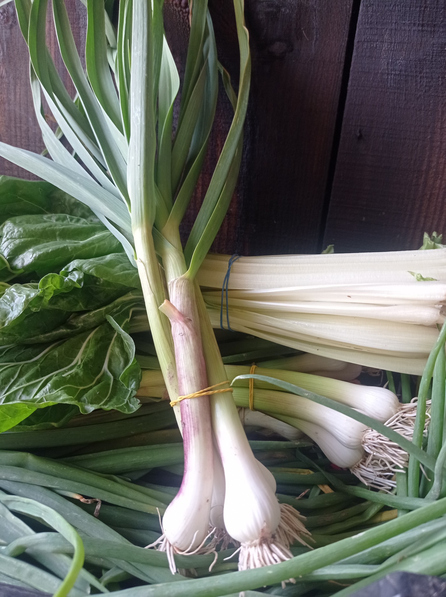 salade feuilles de chêne blonde