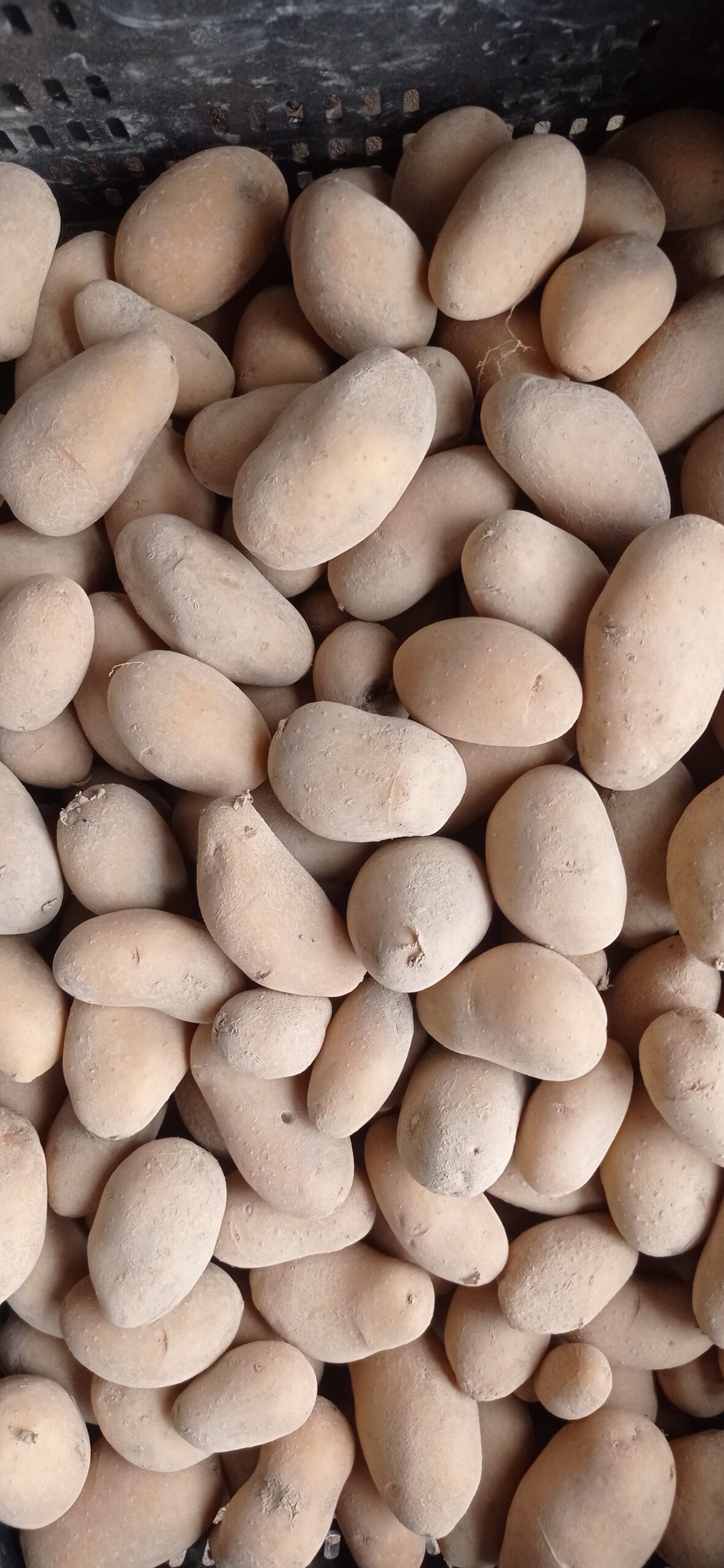 salade feuilles de chêne blonde