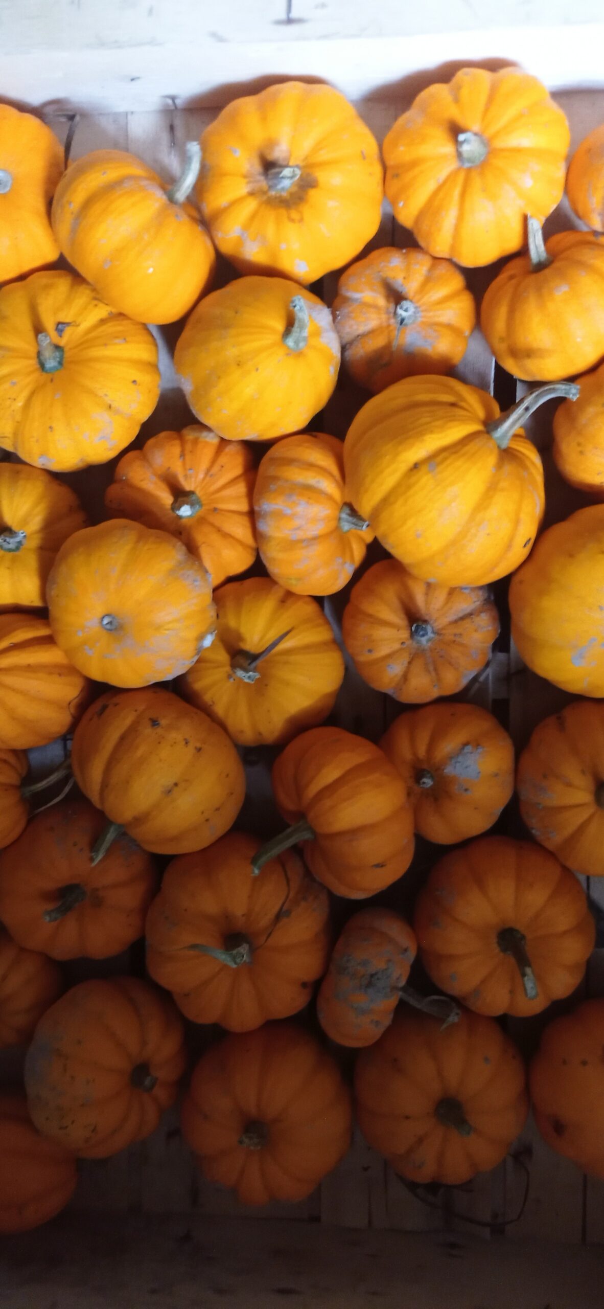 salade feuilles de chêne blonde