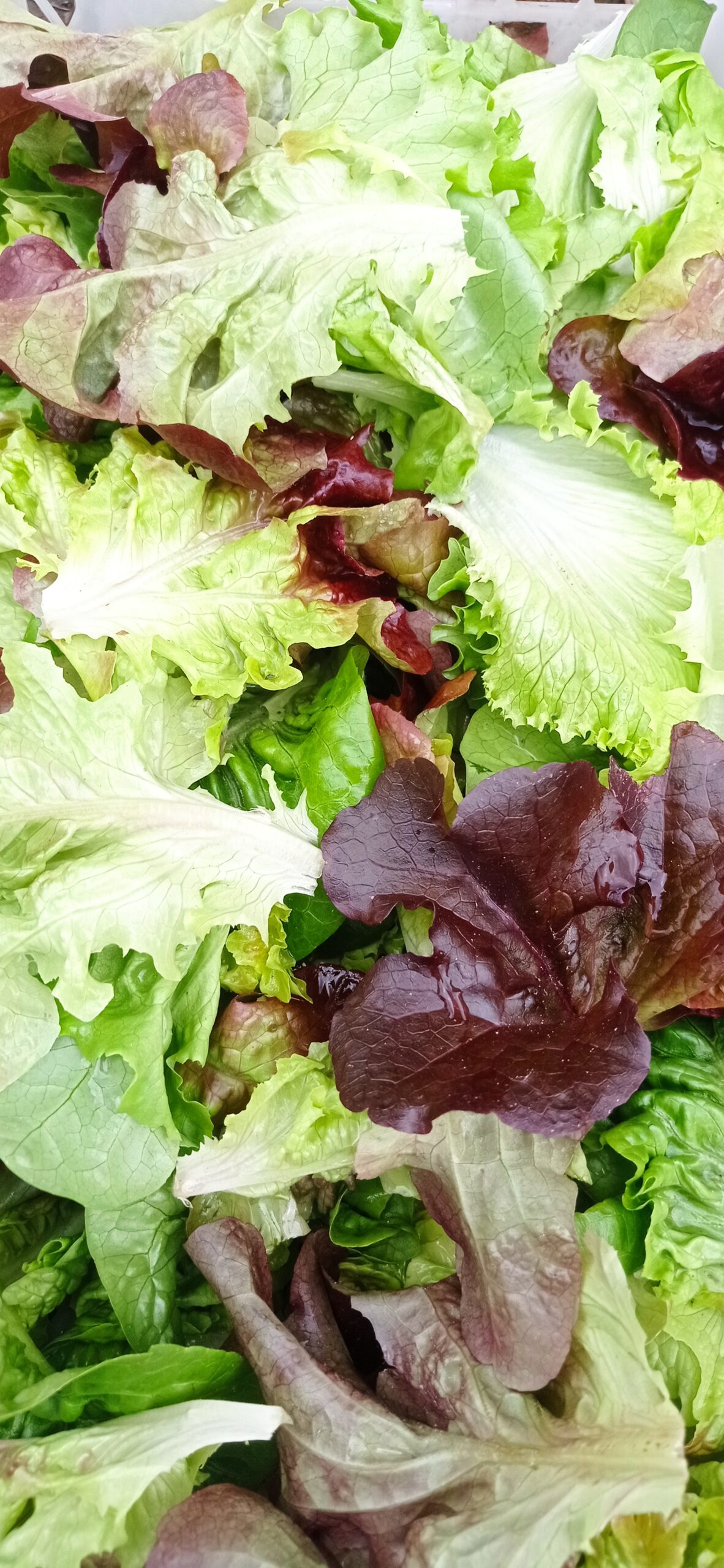 salade feuilles de chêne blonde