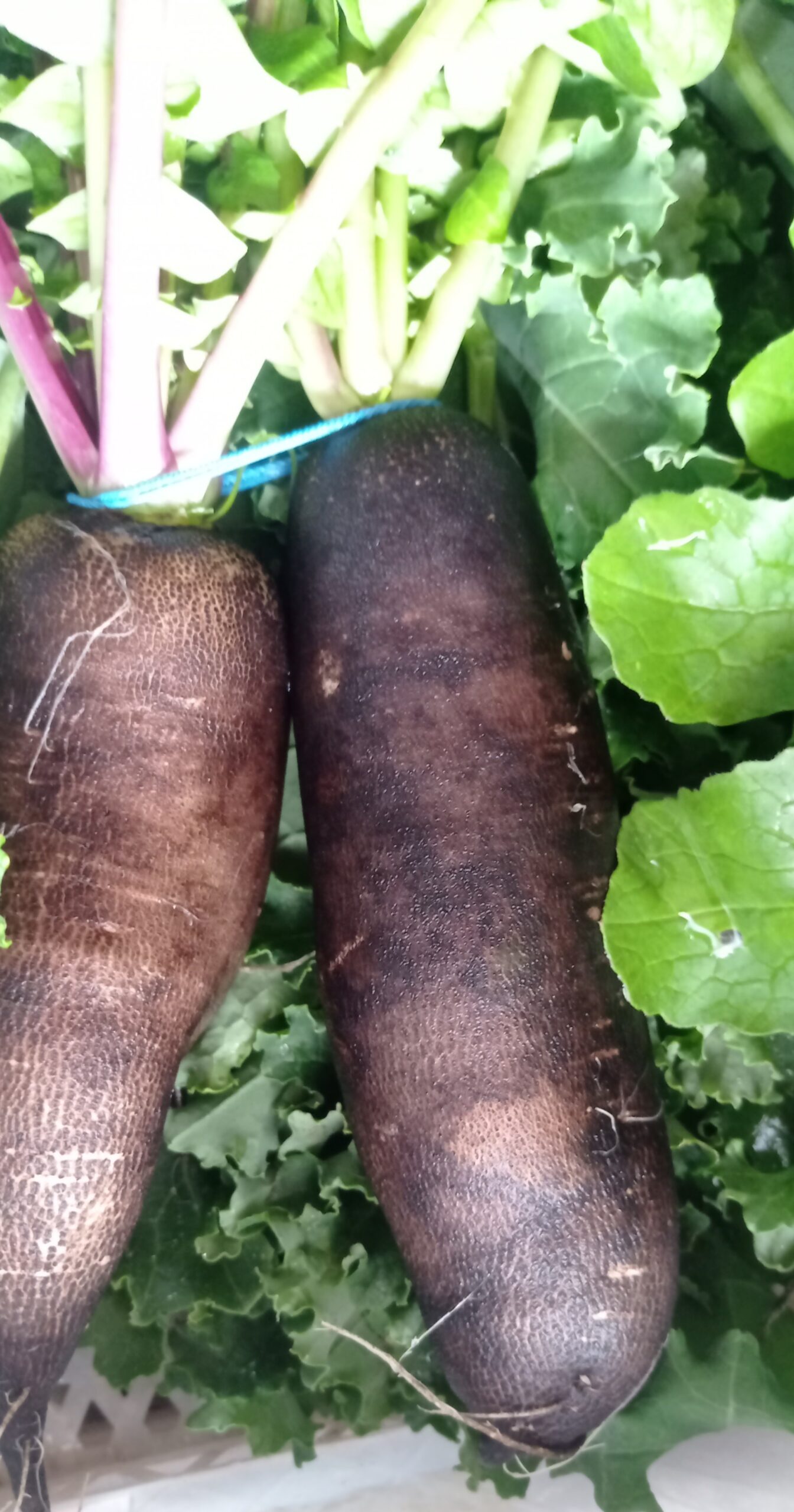 salade feuilles de chêne blonde