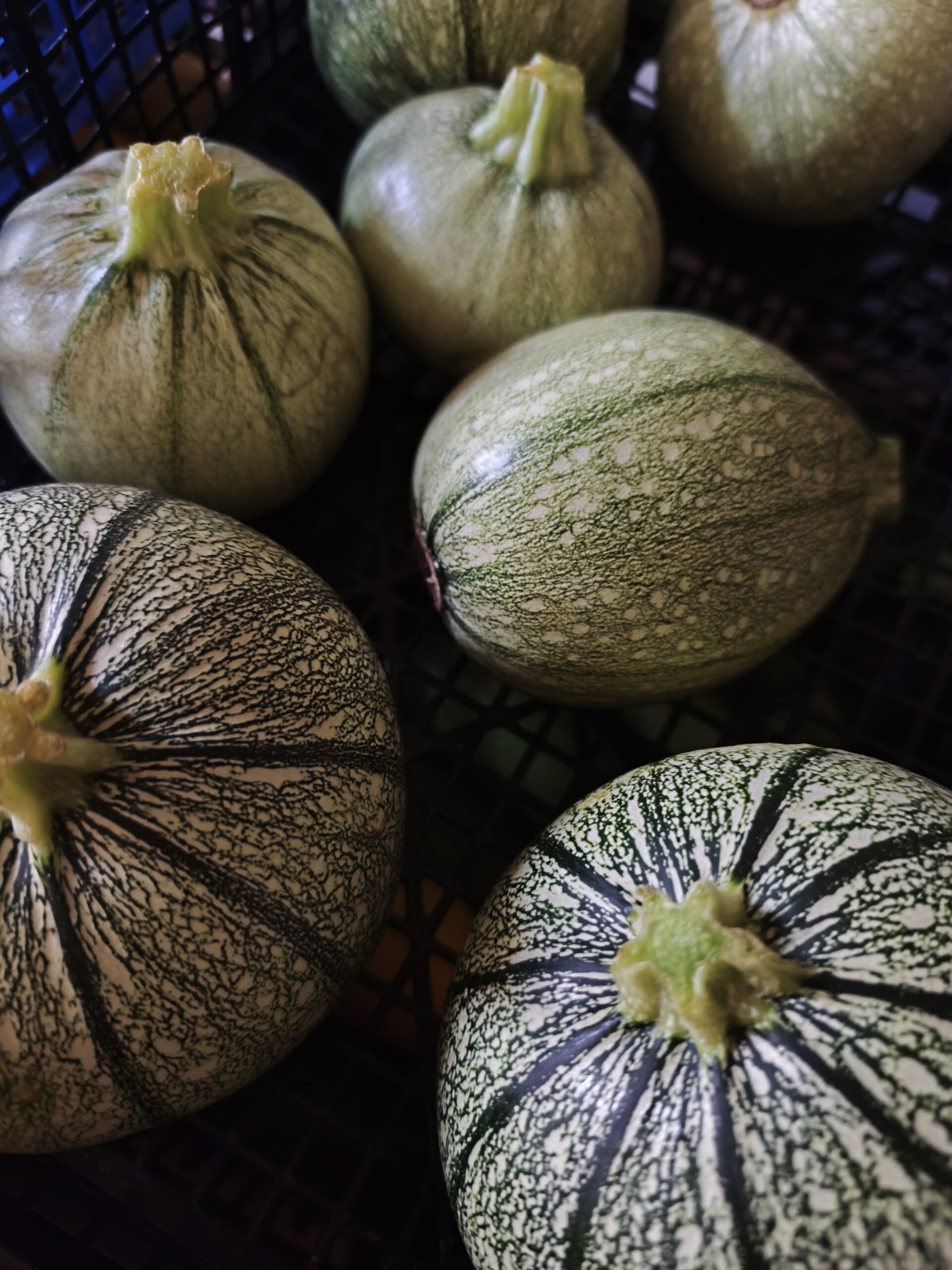 Courgettes
